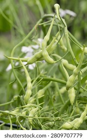 Developing Daikon radish seed pods.