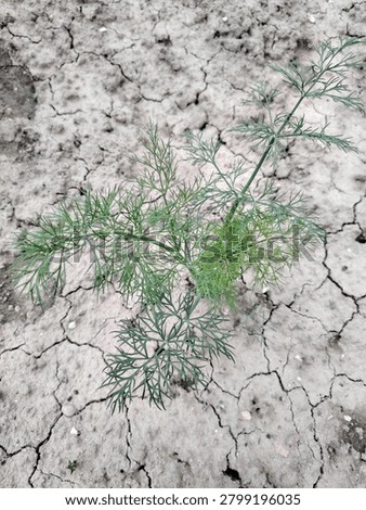 Developing dill branching that occurs normally
