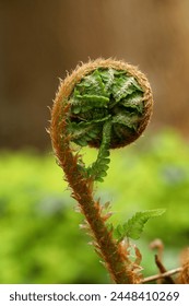 A developing fern leaf in a spring garden.