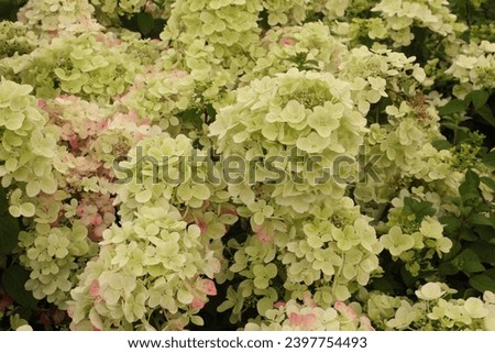 Developing flowers on Hydrangea paniculata Diamant Rouge ('Rendia') (PBR) (Japanese Hydrangea) in early summer