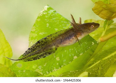 Developing free swimming larva of Great crested newt or Triturus cristatus under water with all characteristic features visible as pointy tail, elongated fingers or toes, high crest, spotted tail