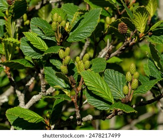 The developing fruit or catkins of Green Alder, Alnus viridis, growing in a meadow in Carver's Gap in the Appalachians of Tennessee and North Carolina. As the fruit mature they reveal brown seeds.
