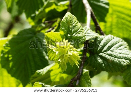 Developing green hazelnut clusters are shown before harvest. Hazelnuts are a key crop of the Black Sea region and are typically harvested from early August onward.