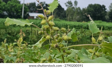 Developing Green Seed Pods of a Common Cocklebur Plant.