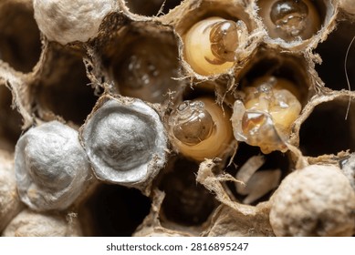 Developing Paper Wasp Larvae Inside Nest Cells