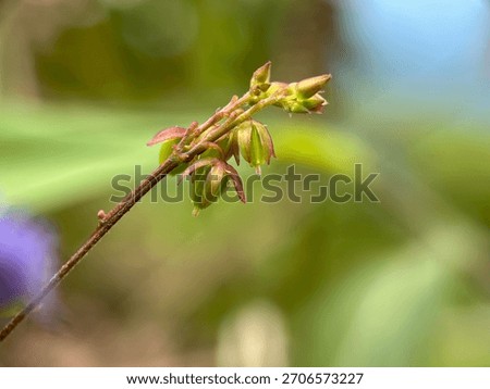 Developing seed pods OR calyxes of Oxalis barrelieri on a reddish-brown stem, showing immature capsules ready to burst. Wild sorrel detail.
