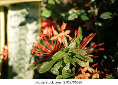 developing stage of the Ixora cluster, showcasing the long, tubular buds and newly opened star-shaped florets against a backdrop of variegated foliage, highlighting growth and renewal.