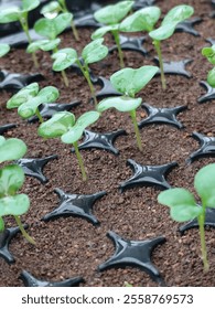 development of cauliflower when it is still small