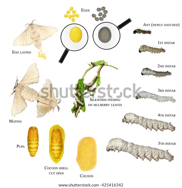 シルクモス Bombyx Mori の開発サイクル 開発段階 蝶 交配 産卵 卵 毛虫 幼虫または幼虫 ココーン 白い背景に の写真素材 今すぐ編集