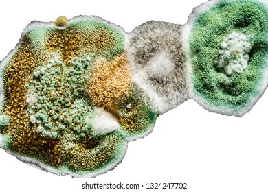 the development of fungal mold in food, green mold on white isolate background, microbiology macro abstract background