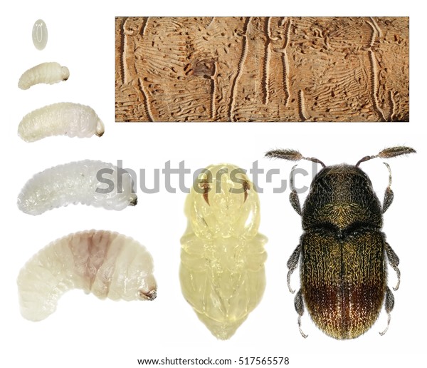 Development Stages Bark Beetle Phloeotribus Scarabaeoides Stock Photo ...