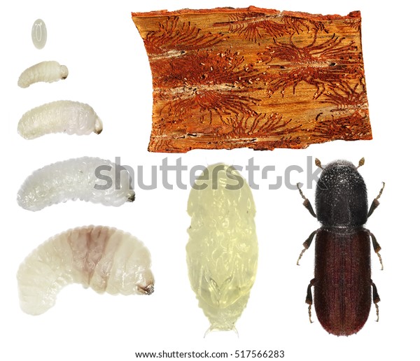 Development Stages Bark Beetle Tomicus Destruens Stock Photo (Edit Now ...