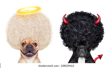Devil and Angel fawn french bulldog dogs sitting side by side deciding between right and wrong , good or bad, isolated on white background