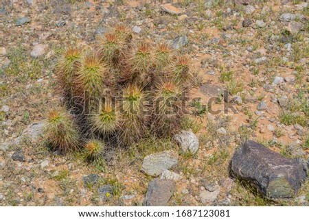 Devil Cholla (Grusonia Emory) cactus in Goodyear, Maricopa County, Arizona USA