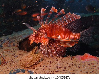 105 Devil fire fish Images, Stock Photos & Vectors | Shutterstock
