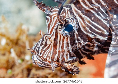 Devil firefish or common lionfish (Pterois miles) Manado, Indonesia