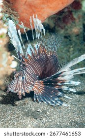 Devil firefish or common lionfish (Pterois miles) Manado, Indonesia