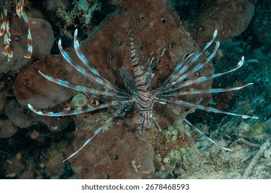 Devil firefish or common lionfish (Pterois miles) Manado, Indonesia
