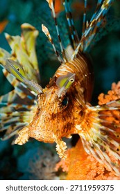Devil Firefish, Common Lionfish, Pterois miles, Red Sea, Egypt, Africa