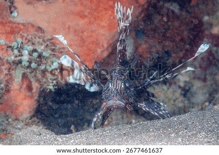 Devil firefish or common lionfish (Pterois miles) Manado, Indonesia