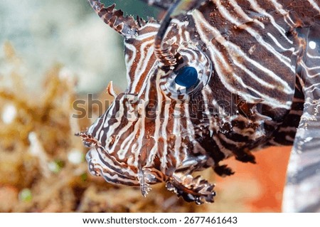 Devil firefish or common lionfish (Pterois miles) Manado, Indonesia