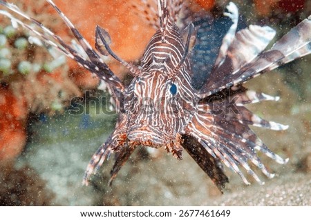 Devil firefish or common lionfish (Pterois miles) Manado, Indonesia