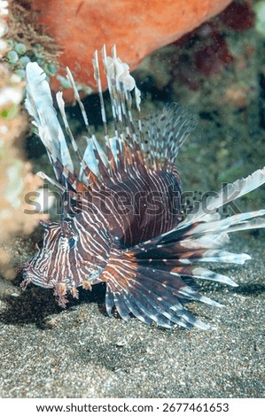Devil firefish or common lionfish (Pterois miles) Manado, Indonesia