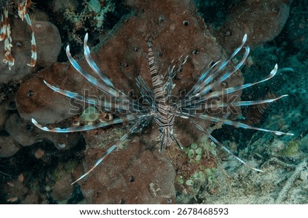 Devil firefish or common lionfish (Pterois miles) Manado, Indonesia