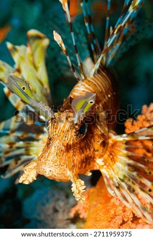 Devil Firefish, Common Lionfish, Pterois miles, Red Sea, Egypt, Africa