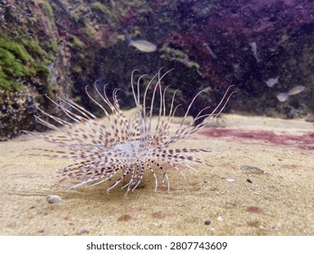 Devil firefish displaying elegant venomous fins in an aquarium habitat. Concept of ocean ecology, aquatic beauty and marine conservation.