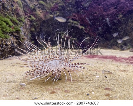 Devil firefish displaying elegant venomous fins in an aquarium habitat. Concept of ocean ecology, aquatic beauty and marine conservation.