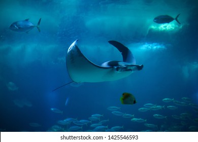 Devil Fish (Mobula Mobular), Also Known As The Giant Devil Ray. 