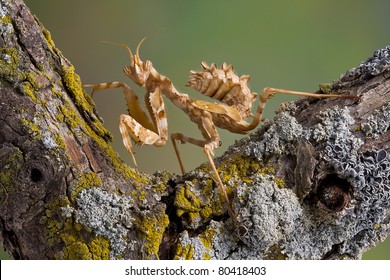 Devil Flower Mantis Images Stock Photos Vectors Shutterstock