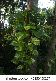 Devil Ivy Plant Epipremnum Aureum Is A Species In The Arum Family Araceae, Native To Mo'orea In The French Polynesian Society Islands 