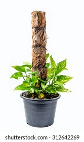 Devil ivy in pot on white background