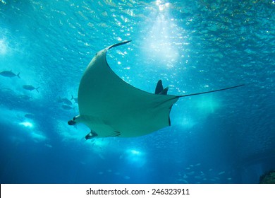 Devil Ray