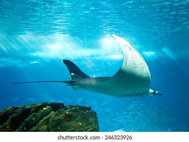 Devil Ray