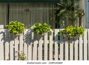 Devil s ivy decorated on white wooden fence