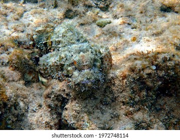 Devil Scorpionfish (Scorpaenopsis Diabolus) Inhabits Coral Reefs Of The Red Sea, It Has Very Venomous Fins, Concept Of Animal Mimicry, Selective Focus On Red Eye Of Fish