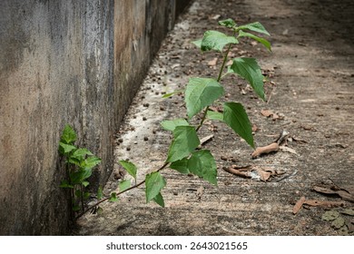 Devil weed tree growing on concrete