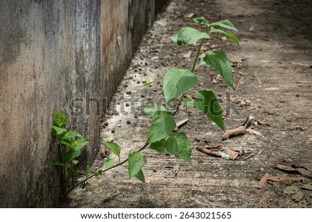 Devil weed tree growing on concrete