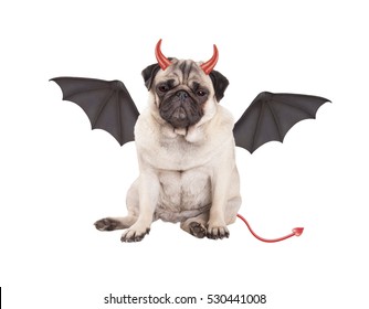 Devilish Cute Pug Puppy Dog Sits Dressed Up As Devil For Halloween, Isolated On White Background