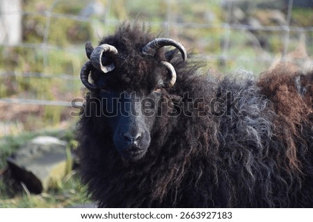 A devilish looking black Hebriddean sheep in Scotland Isles.