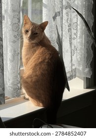 Devilish Orange Cat in the Window