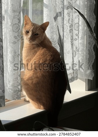 Devilish Orange Cat in the Window