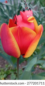 Devilish rubber duck inside a red and yellow tulip in bloom, funny picture with a bath toy