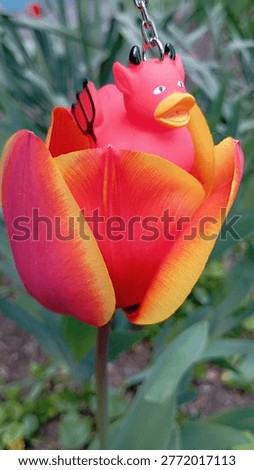 Devilish rubber duck inside a red and yellow tulip in bloom, funny picture with a bath toy