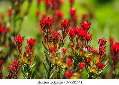 Devils Blush Leucadendron Salignum - Australian Native Flower