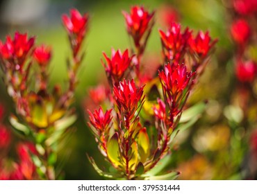 Devils Blush Leucadendron Salignum - Australian Native Flower