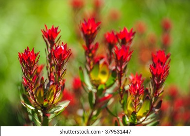 Devils Blush Leucadendron Salignum - Australian Native Flower